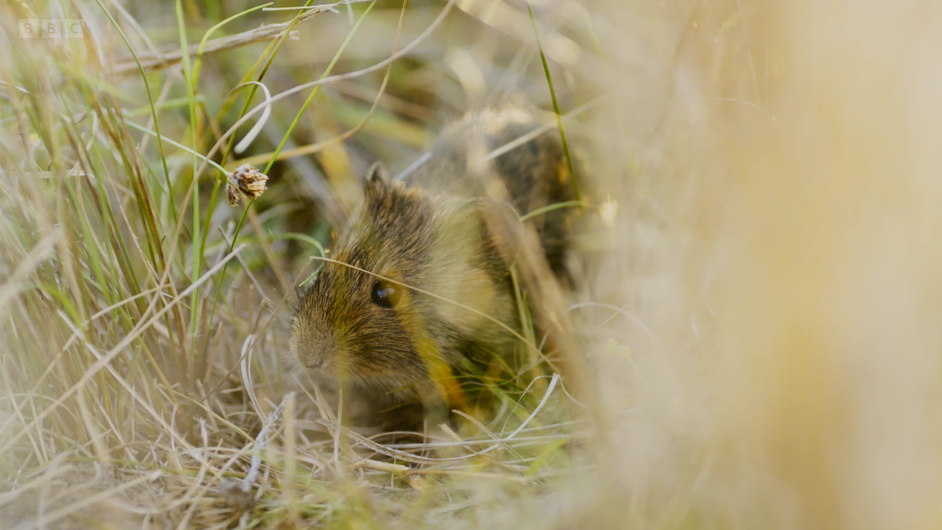 Southern African vlei rat (Otomys irroratus) as shown in Planet Earth II - Grasslands